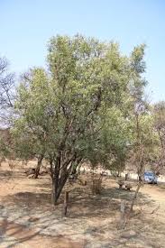 Image result for Searsia acuminatissima
