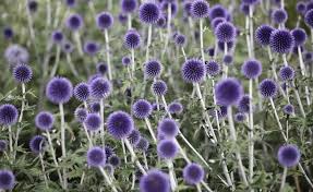 Disteln Stachelig Aber Schon Blumen Stauden Lauchblumen Hortensien Pflege