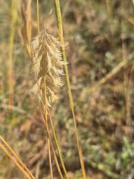 Image result for Harpachne schimperi