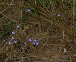 Image result for Wahlenbergia denticulata