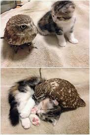 Ilkay Adli Kullanicinin Siirler Panosundaki Pin Cok Sirin Hayvanlar Hayvan Ve Cute Kittens