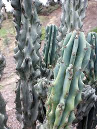 Well you're in luck, because here they come. Monstrose Apple Cactus Cereus Peruvianus Urban Tropicals