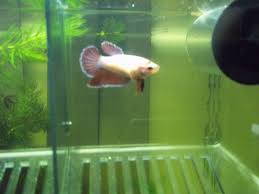 Some people call them selves master breeders i don't care with that title. Red Butterfly Halfmoon Female Betta By Ash The Mutt On Deviantart