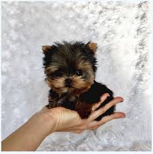 Home of teacup & toy puppies! Tiny Teacup Yorkie Puppies For Sale Near Me Dog Breed