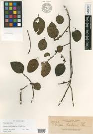 Image result for Ficus amadiensis