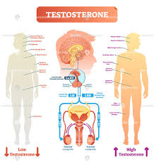 Human anatomy for muscle, reproductive, and skeleton. Testosterone Anatomical And Biological Body Diagram Vectormine