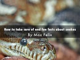 When learning how to take care of a snake, it's important to be able to spot any signs of illness. How To Take Care Of And Fun Facts About Snakes By