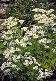 Image result for Tanacetum parthenium