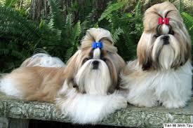 All puppies or kittens advertised must have been bred by yourself, unless you are rehoming an older pet that you can no longer keep. Shih Tzu Puppies For Sale From Reputable Dog Breeders
