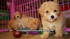 Find bich poo dogs and puppies from north carolina breeders. Puppies For Sale Local Breeders Apricot Bichon Poo Puppies For Sale Georgia At Lawrenceville Puppies For Sale Local Breeders