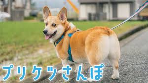 お尻をプリプリさせて歩くコーギー - YouTube