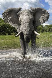 Look Up B A M F In The Urban Dictionary And You Will See This Guy Elephants Photos Majestic Animals Big Animals