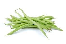 Image result for Phaseolus vulgaris