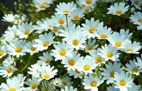 20 خلفية زهور رائعة عالية الدقة مجانا Daisy Background Daisy