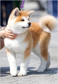 Cute Animal Pets Can Make You Smile 2020 Akita Dog Kopek Turleri Sevimli Kopek Yavrulari
