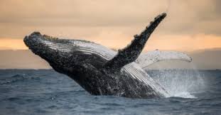 Sign in to monitor and manage your device fleet from the balena dashboard. Balena A Moby Based Container Engine For The Iot Jaxenter