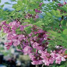 5ft Pink Cascade False Acacia 9l Pot Robinia Pseudoacacia Casque Rouge 36 99 Flowering Trees Trees To Plant Plant Roots