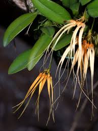 Image result for Bulbophyllum kivuense
