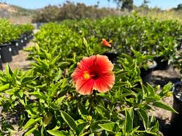 Image result for Hibiscus