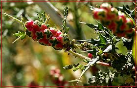 Image result for Sarcophrynium