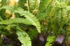 Image result for Davalliaceae