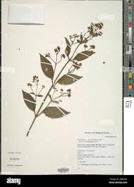 Image result for Dissotis longisepala