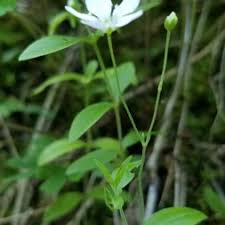 Image result for Caryophyllaceae