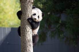 List Of Giant Pandas Panda Bear Panda National Zoo Panda