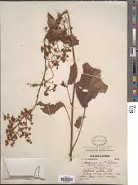 Image result for Agelaea pentagyna