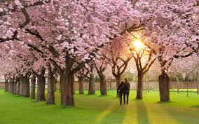 Find the best scenery wallpaper on wallpapertag. Most Beautiful Spring Wallpapers Top Free Most Beautiful Spring Backgrounds Wallpaperaccess
