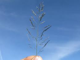 Image result for Eragrostis porosa