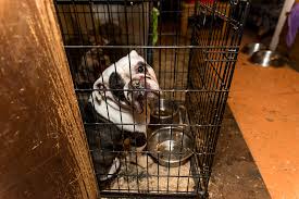 To rescue and save the unwanted dogs and puppies that are crowding our shelters. Dogs Rescued From Mi Puppy Mill Are Ready For Loving Homes After Months Of Medical Care Aspca