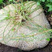 Image result for Gerrardanthus lobatus