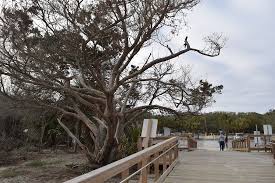 Beach Side Playground Review Of Massengale Park Saint