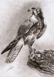 Falcon By Ambr0 On Deviantart Falcon Art Animal Drawings Falcon Drawing