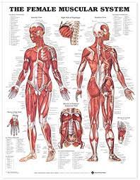 Blood vessels of the female breast. Female Muscular System Anatomical Chart Anatomical Chart Company Amazon De Business Industry Science