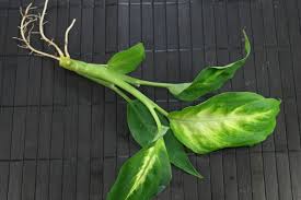 Maybe you would like to learn more about one of these? How To Grow Dieffenbachia Hybrids From Cuttings