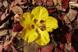 Image result for Ochna macrocalyx