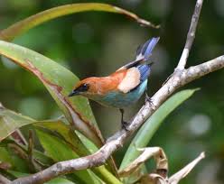 Image Result For Chestnut Backed Tanager State Parks Pantanal Beautiful Birds