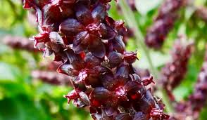 Image result for Uvariastrum