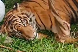 Ini akan membawa banyak perubahan dalam hidup anda. Harimau Sumatera Pemangsa Ternak Sapi Ditangani Bbksda Riau Antara News