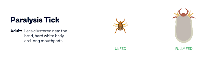 Image result for Tick Paralysis