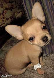 The Dog In World Stop Your Dog Crying