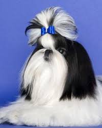 A Compact And Solid Dog The Shih Tzu Has A Long Flowing Double Coat Which Is Its Most Distinctive Feature Shih Tzu Shih Tzu Dog Shih Tzu Grooming