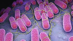 Salmonella is a group of bacteria that commonly cause a foodborne illness called salmonellosis. Campylobacter And Salmonella Cases Stable In Eu European Food Safety Authority