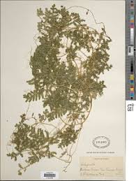Image result for Selaginella kalbreyeri