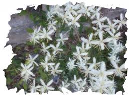 Via boccea 590 attiverà la didattica a distanza. Raccontare Un Paese Fiori Spontanei Vitalba Fiori Clematide Piante