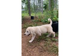 Maybe you would like to learn more about one of these? Great Pyrenees Puppy For Sale By Owner Puppies For Sale Near Me