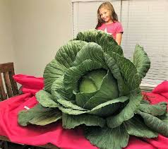 Colossal Cabbage Wins Girl Big Green
