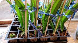 Update On Growing Dragon Fruit From Seeds 3 Months Viewer Request Youtube